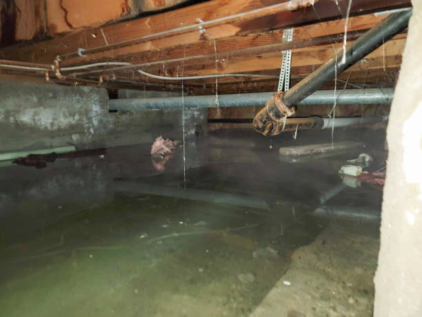 Best Carpet water damage restoration  in Rio Rancho, NM